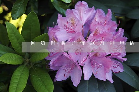 网贷逾期了催款方打电话 网贷逾期了催款方打电话