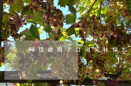 网贷逾期了公司买社保怎么办