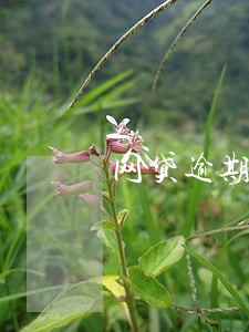 网贷逾期了几天能办车贷吗 网贷逾期了几天能办车贷吗