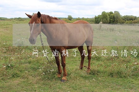 网贷逾期了几天还能借吗 网贷逾期了几天还能借吗