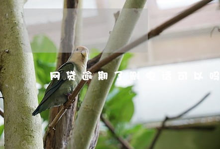 网贷逾期了删电话可以吗 网贷逾期了删电话可以吗