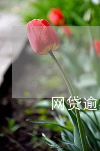 网贷逾期了半个月还上 网贷逾期了半个月还上