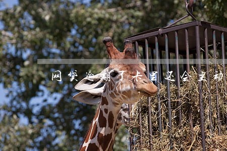 网贷逾期了卡里还会主动扣钱吗