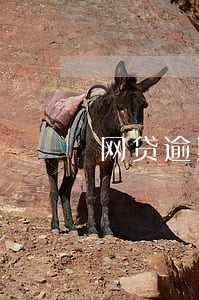 网贷逾期了去哪里投诉 网贷逾期了去哪里投诉