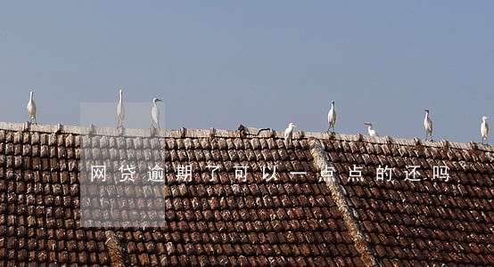 网贷逾期了可以一点点的还吗 网贷逾期了可以一点点的还吗