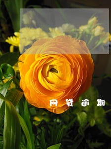 网贷逾期了可以买车 网贷逾期了可以买车