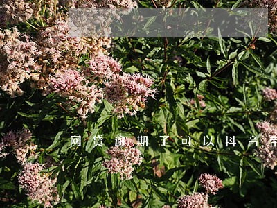 网贷逾期了可以抖音带货吗 网贷逾期了可以抖音带货吗