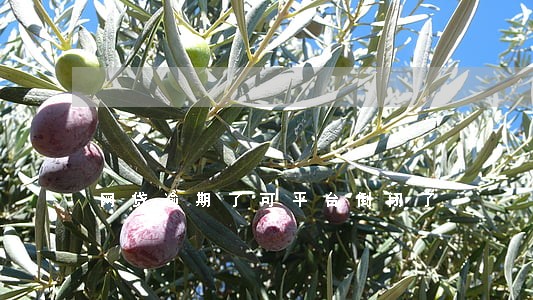 网贷逾期了可平台倒闭了 网贷逾期了可平台倒闭了