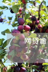 网贷逾期了咋整 网贷逾期了咋整