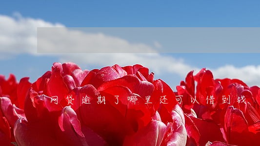网贷逾期了哪里还可以借到钱 网贷逾期了哪里还可以借到钱