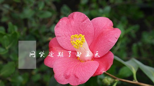 网贷逾期了四五天 网贷逾期了四五天
