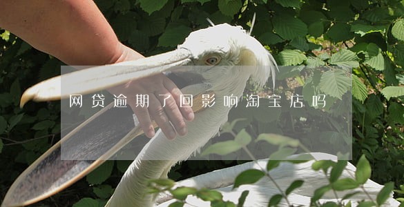 网贷逾期了回影响淘宝店吗 网贷逾期了回影响淘宝店吗