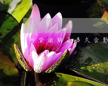 网贷逾期了多久会影响征信 网贷逾期了多久会影响征信
