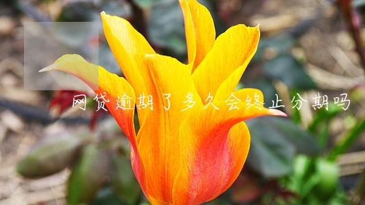 网贷逾期了多久会终止分期吗