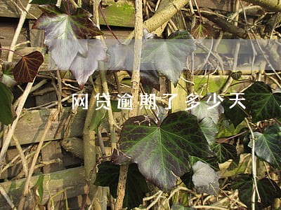 网贷逾期了多少天 网贷逾期了多少天