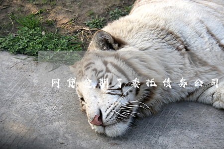 网贷逾期了委托债务公司可以吗 网贷逾期了委托债务公司可以吗