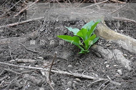 网贷逾期了安逸花不给下款 网贷逾期了安逸花不给下款
