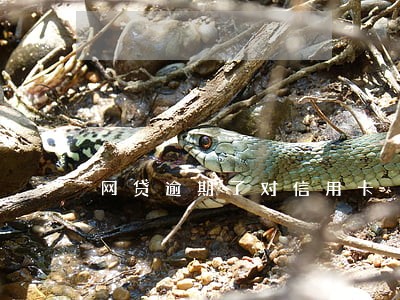 网贷逾期了对信用卡 网贷逾期了对信用卡