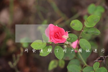 网贷逾期了对户籍地进行调查 网贷逾期了对户籍地进行调查