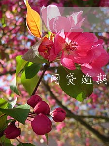 网贷逾期了平台倒闭了征信怎么办 网贷逾期了平台倒闭了征信怎么办