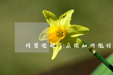 网贷逾期了应该如何规划 网贷逾期了应该如何规划