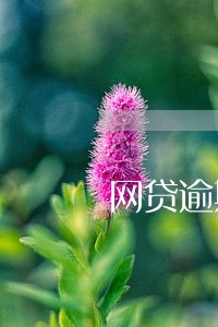 网贷逾期了征信上面怎么没有 网贷逾期了征信上面怎么没有