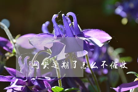 网贷逾期了怎么不催收 网贷逾期了怎么不催收