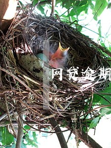 网贷逾期了怎么买房子 网贷逾期了怎么买房子