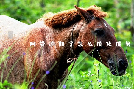 网贷逾期了怎么优化债务 网贷逾期了怎么优化债务