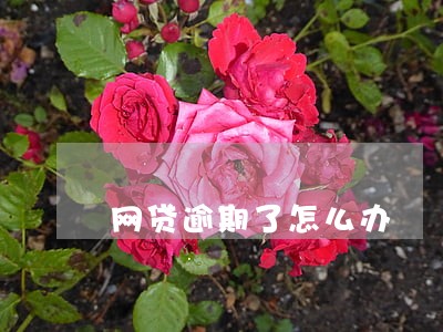 网贷逾期了怎么办