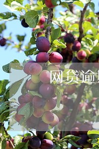 网贷逾期了怎么容易申请贷款 网贷逾期了怎么容易申请贷款