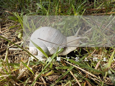 网贷逾期了怎么找本人 网贷逾期了怎么找本人