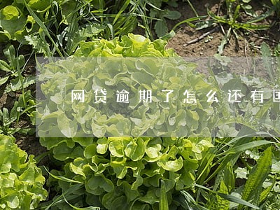 网贷逾期了怎么还有国外的电话 网贷逾期了怎么还有国外的电话