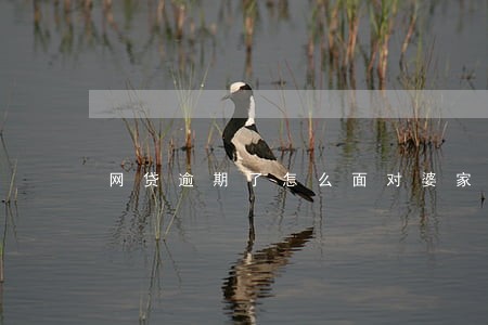 网贷逾期了怎么面对婆家人 网贷逾期了怎么面对婆家人