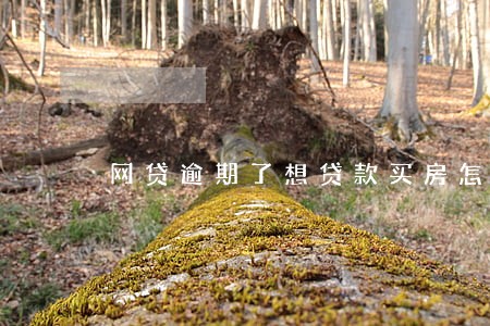 网贷逾期了想贷款买房怎么办 网贷逾期了想贷款买房怎么办