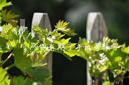 网贷逾期了手机号换了 网贷逾期了手机号换了