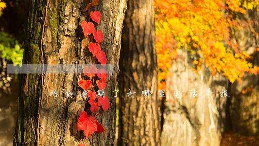 网贷逾期了打哪里电话举报 网贷逾期了打哪里电话举报