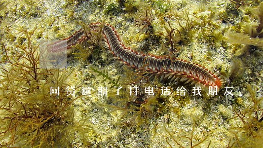 网贷逾期了打电话给我朋友 网贷逾期了打电话给我朋友