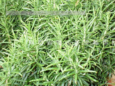 网贷逾期了找律师帮忙吗 网贷逾期了找律师帮忙吗