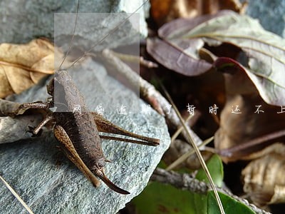 网贷逾期了暂时还不上会坐牢 网贷逾期了暂时还不上会坐牢