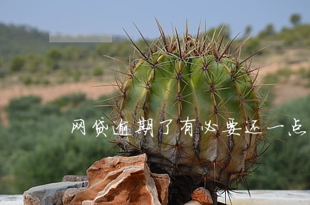 网贷逾期了有必要还一点进去吗 网贷逾期了有必要还一点进去吗