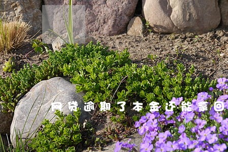 网贷逾期了本金还能拿回来吗 网贷逾期了本金还能拿回来吗