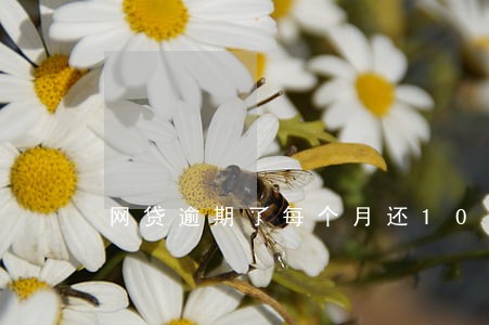 网贷逾期了每个月还100有用吗 网贷逾期了每个月还100有用吗