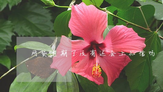 网贷逾期了没有还会上征信吗 网贷逾期了没有还会上征信吗