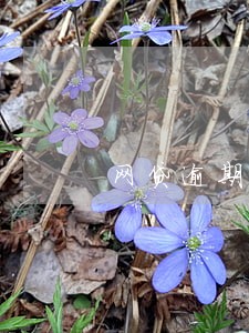网贷逾期了没被催收 网贷逾期了没被催收