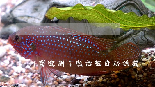 网贷逾期了电话被自动拦截 网贷逾期了电话被自动拦截