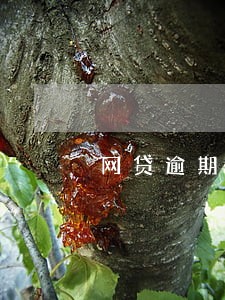 网贷逾期了能办理车贷吗 网贷逾期了能办理车贷吗