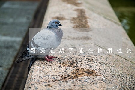 网贷逾期了能在信用社贷款吗