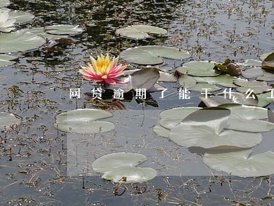 网贷逾期了能干什么工作 网贷逾期了能干什么工作