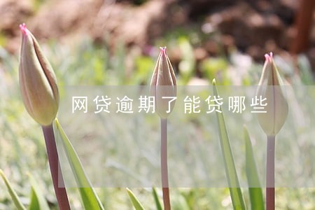 网贷逾期了能贷哪些 网贷逾期了能贷哪些